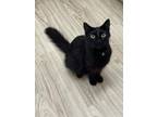 Adopt Luke a Black (Mostly) Domestic Mediumhair cat in Arlington/Ft Worth