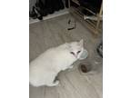Adopt Khaleesi a White American Shorthair / Mixed (short coat) cat in San