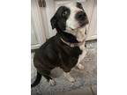 Adopt Booma a Black - with White American Pit Bull Terrier / Mixed dog in