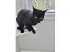 Adopt Buddy a All Black Domestic Shorthair / Domestic Shorthair / Mixed cat in
