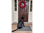 Adopt Austin a Black Labrador Retriever / Mixed dog in Ashburn, VA (41437481)