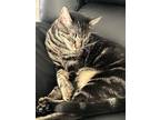 Adopt Tom Fuse a Tiger Striped Domestic Shorthair / Mixed (short coat) cat in