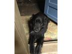 Adopt Koda a Black Great Pyrenees / Mixed dog in Randolph, AL (40391656)