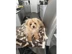 Adopt Benz a Tan/Yellow/Fawn Pomeranian / Poodle (Miniature) / Mixed dog in