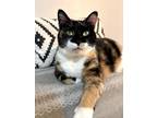 Adopt Blessing a Calico or Dilute Calico Domestic Shorthair (short coat) cat in