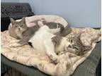 Adopt Turbish & Mertz a Domestic Shorthair / Mixed cat in Oakland, NJ (41434609)