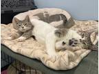 Adopt Mertz & Turbish a Domestic Shorthair / Mixed cat in Oakland, NJ (41434608)