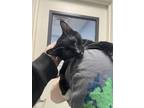 Adopt Bean a Domestic Shorthair / Mixed cat in Oakland, NJ (41434607)