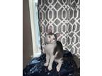 Adopt Zion a Gray or Blue (Mostly) American Shorthair / Mixed (short coat) cat