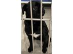 Adopt RAVEN a Black Pug / Mixed dog in Grasswood, SK (41437471)