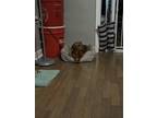Adopt Leia a Brown/Chocolate Miniature Dachshund / Mixed dog in Gypsum