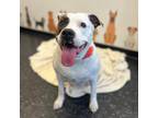 Adopt Chanel a White - with Brown or Chocolate Pit Bull Terrier / Mixed dog in