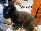 Adopt Pearson a All Black Domestic Shorthair / Domestic Shorthair / Mixed cat in