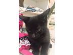 Adopt Penske a All Black Domestic Shorthair / Domestic Shorthair / Mixed cat in