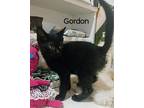 Adopt Gordon a All Black Domestic Shorthair / Mixed Breed (Medium) / Mixed