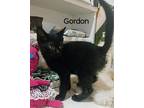 Adopt Gordon a All Black Domestic Shorthair / Domestic Shorthair / Mixed cat in