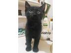 Adopt Waltrip a All Black Domestic Shorthair / Domestic Shorthair / Mixed cat in