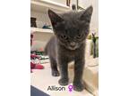 Adopt Allison a Gray or Blue Domestic Shorthair / Mixed Breed (Medium) / Mixed