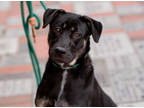 Adopt Amberly a Black Labrador Retriever / Mixed dog in West Chester