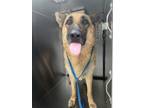 Adopt Magic a Brown/Chocolate German Shepherd Dog / Mixed Breed (Medium) / Mixed