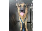 Adopt Magic a Brown/Chocolate German Shepherd Dog / Mixed dog in Fort Worth