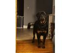 Adopt Ramsay a Black - with Tan, Yellow or Fawn Rottweiler / Mixed dog in South