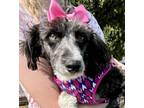 Adopt Gemma a Black - with White Australian Shepherd / Poodle (Miniature) /