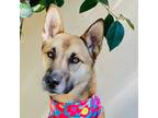 Adopt NUTELLA a Tan/Yellow/Fawn - with Black Shepherd (Unknown Type) / Mixed dog