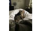 Adopt Cantaloupe a Brown Tabby Tabby / Mixed (short coat) cat in Citrus Heights