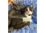 Adopt Bennie a Gray or Blue Domestic Shorthair / Mixed cat in Newport