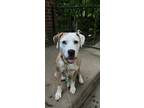 Adopt Eliza Doolittle a Tan/Yellow/Fawn Hound (Unknown Type) / Mixed dog in