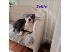 Adopt Zellie a Gray/Silver/Salt & Pepper - with White American Pit Bull Terrier