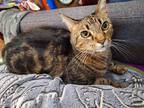 Adopt Sleepy a Tiger Striped American Shorthair / Mixed (short coat) cat in
