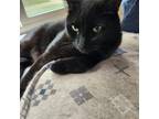 Adopt Bolt a All Black Domestic Shorthair cat in Tecumseh, MI (40483908)