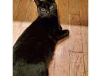 Adopt Bolt a All Black Domestic Shorthair cat in Tecumseh, MI (40483908)