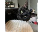 Adopt Cosmo a All Black Domestic Shorthair cat in Tecumseh, MI (40483845)
