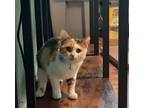 Adopt Baby a Calico or Dilute Calico American Shorthair / Mixed (short coat) cat