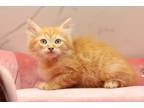 Adopt Chip a Brown Tabby Siberian / Mixed (medium coat) cat in Broadlands