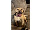 Adopt Elsa a Brown/Chocolate Black Mouth Cur / Mixed dog in Boise, ID (41437355)