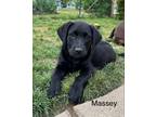 Adopt Massey a Black Labrador Retriever / Mixed dog in Huntingtown