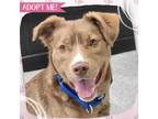 Adopt Billy Joel a Tan/Yellow/Fawn - with White Mixed Breed (Medium) dog in Toms