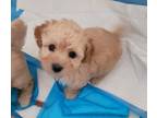 Adopt Tan a White - with Tan, Yellow or Fawn Maltipoo / Poodle (Miniature) /