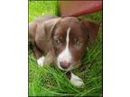Adopt Sadie a Brown/Chocolate - with White Labrador Retriever / Mixed Breed