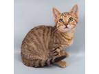 Adopt Mazey Grace a Brown Tabby Domestic Shorthair / Mixed Breed (Medium) /