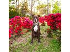 Adopt Bruno a Brindle American Pit Bull Terrier / Mixed Breed (Medium) dog in