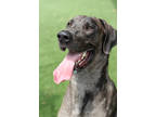 Adopt Snoopy - VIP a Gray/Blue/Silver/Salt & Pepper Great Dane / Mixed dog in