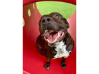Adopt Sig - VIP a Black American Pit Bull Terrier / Labrador Retriever / Mixed