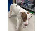 Adopt Sweetie a White American Pit Bull Terrier / Mixed Breed (Medium) / Mixed