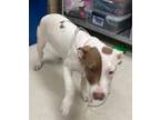 Adopt Sweetie a White American Pit Bull Terrier / Mixed dog in Irving