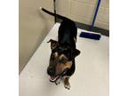 Adopt Azalea a Black Miniature Pinscher / Rottweiler / Mixed dog in Irving